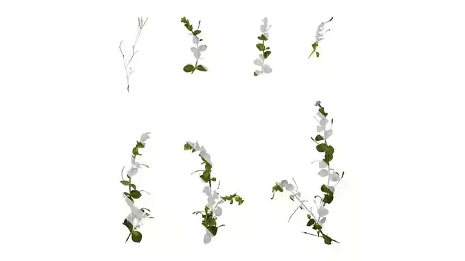 Anydrafts Lindernia grandiflora Atlas 02