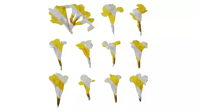 Anydrafts Handroanthus chrysanthus Flower 01