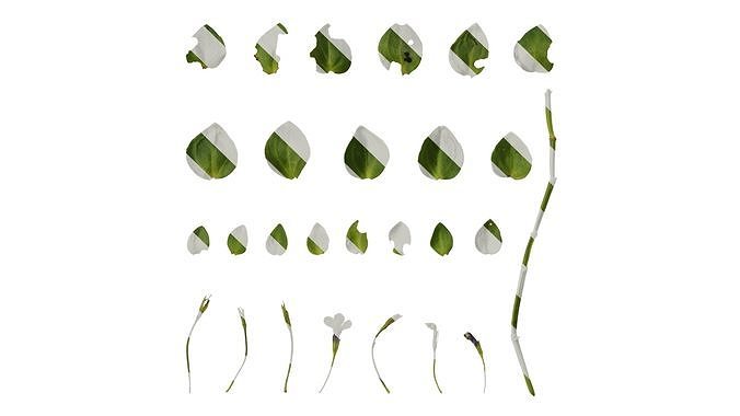 Anydrafts Lindernia grandiflora Atlas 03 Texture
