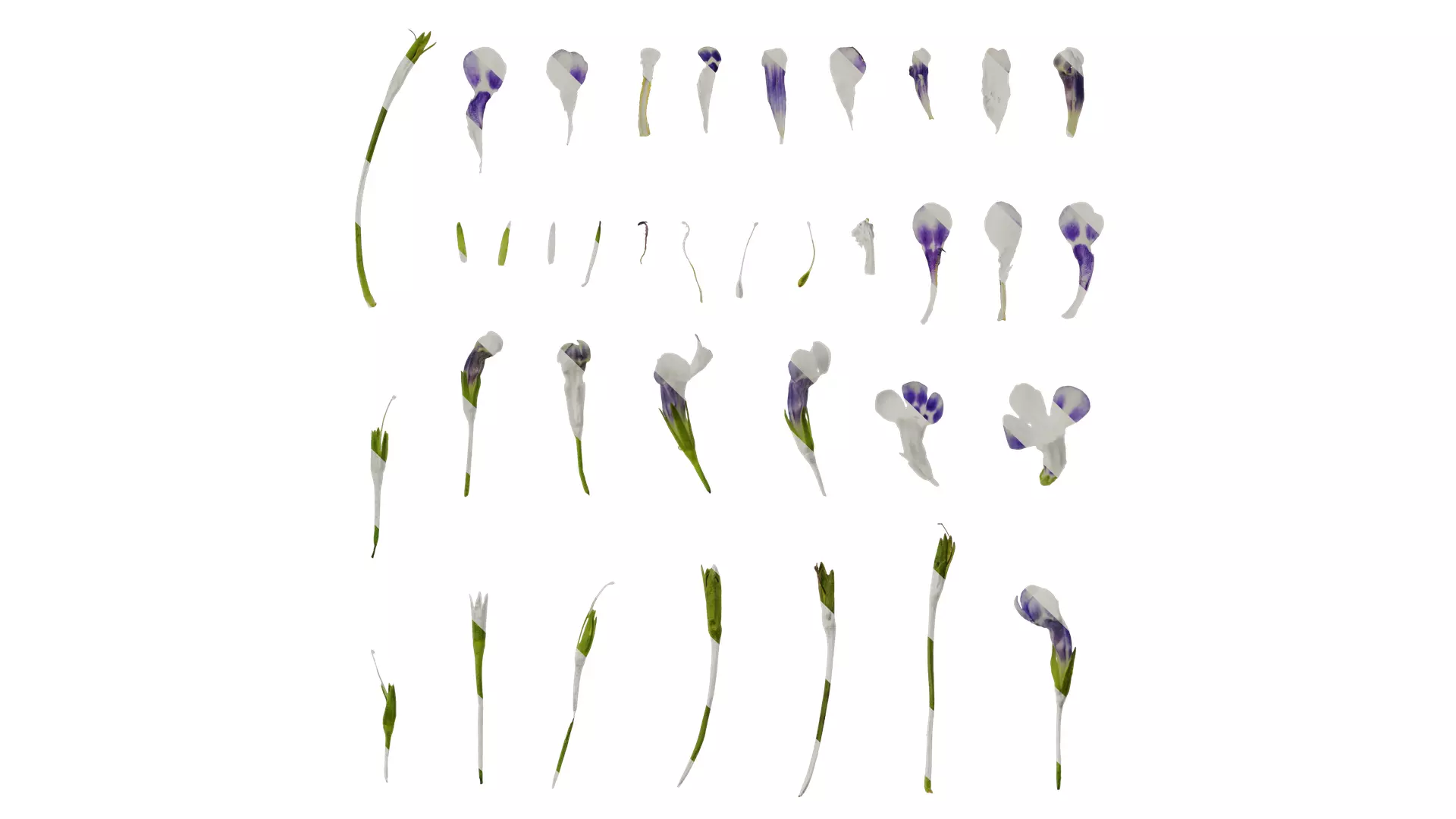 Anydrafts Lindernia grandiflora Flower 01 Texture_0