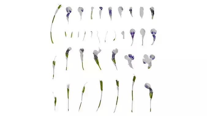 Anydrafts Lindernia grandiflora Flower 01