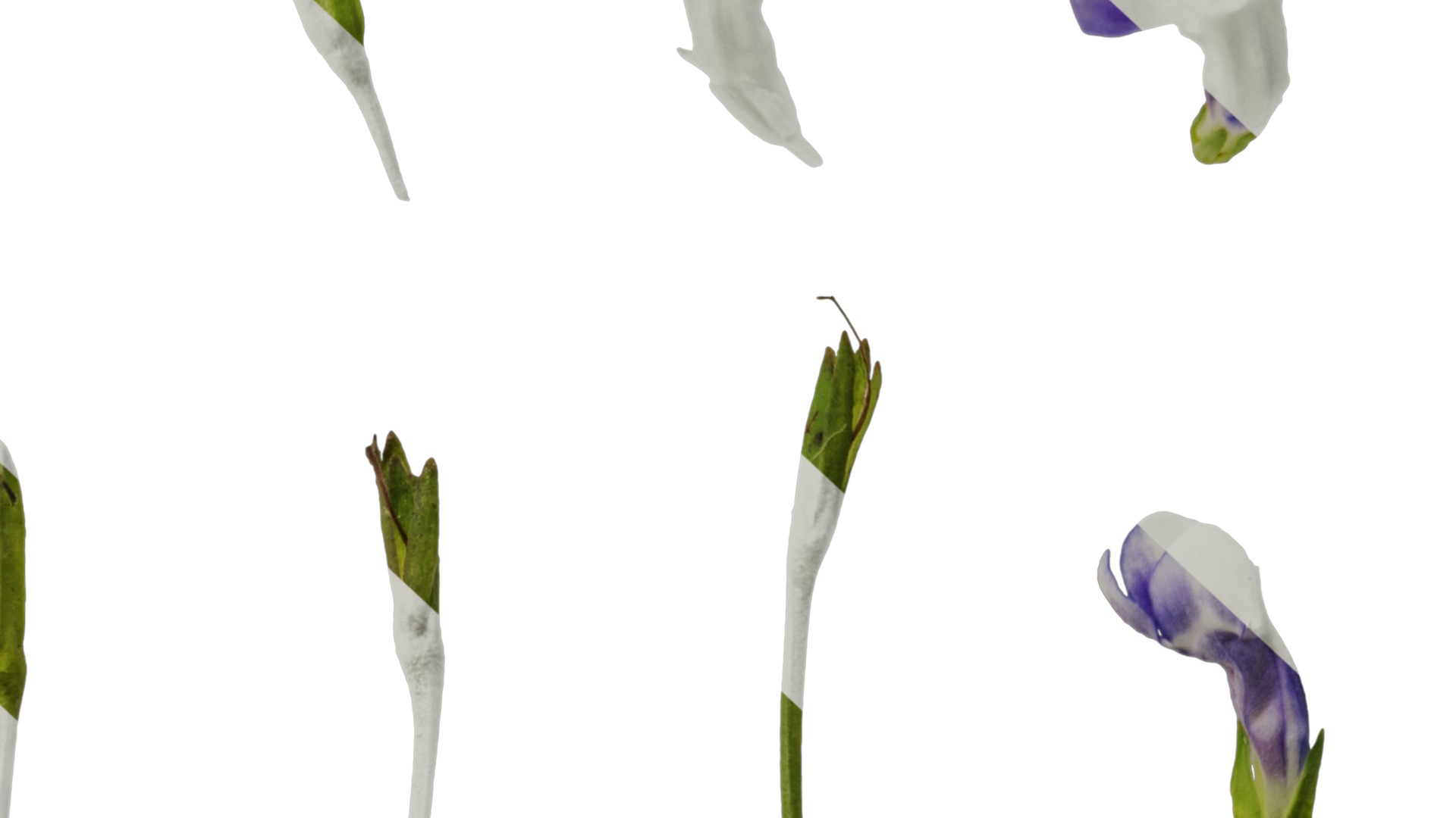 Anydrafts Lindernia grandiflora Flower 01 Texture_6