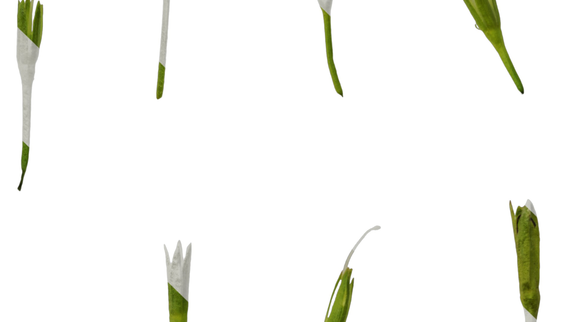 Anydrafts Lindernia grandiflora Flower 01 Texture_5