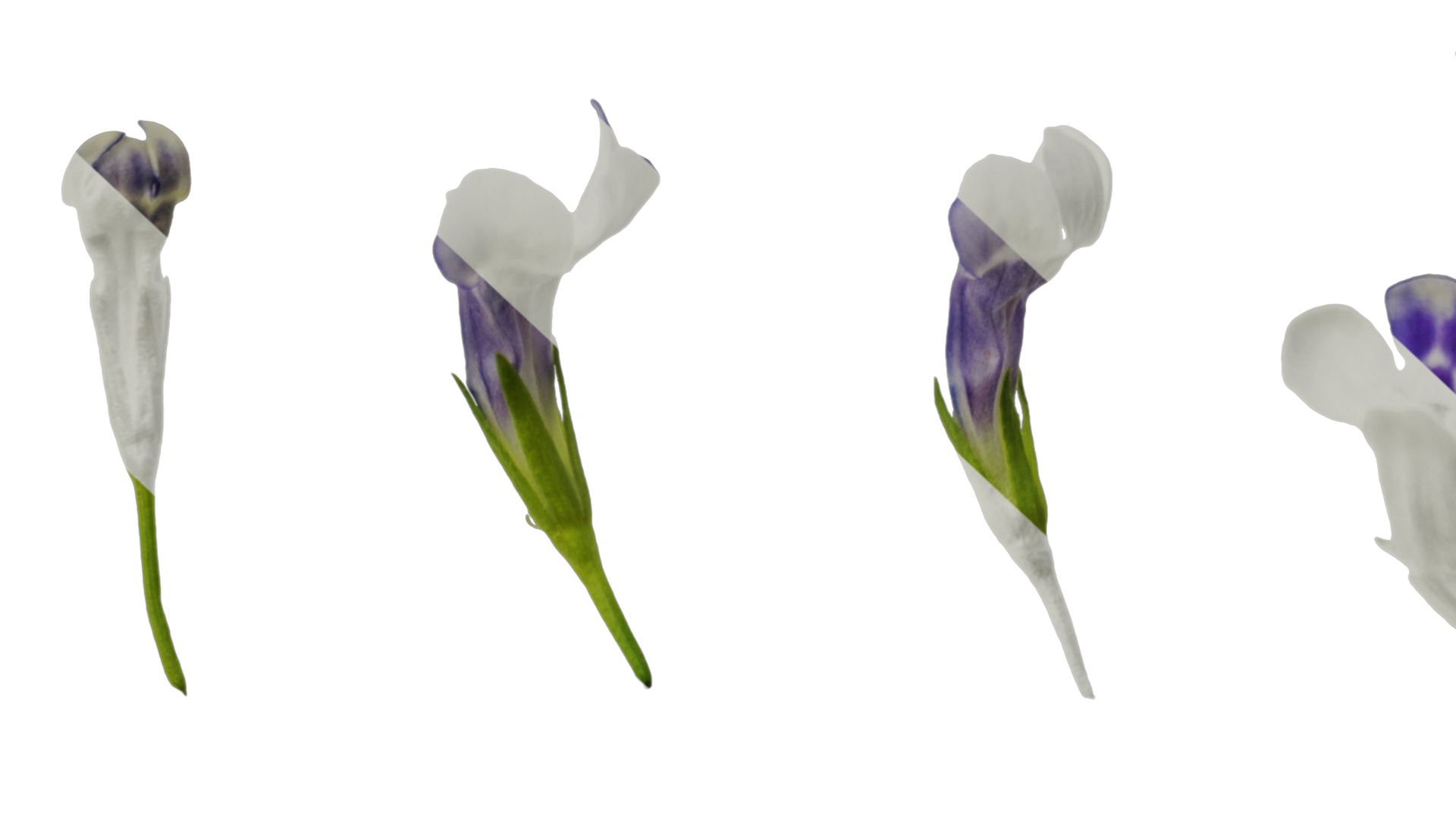 Anydrafts Lindernia grandiflora Flower 01 Texture_7