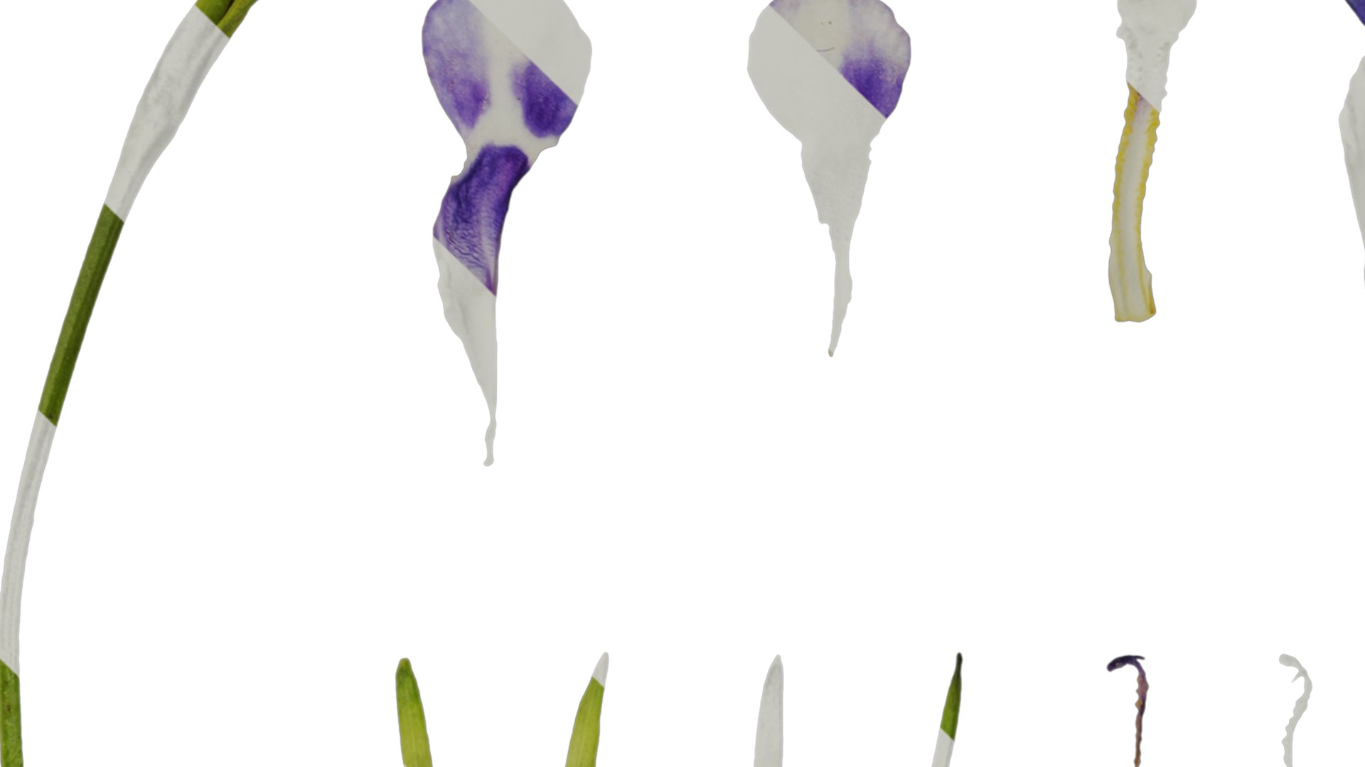 Anydrafts Lindernia grandiflora Flower 01 Texture_1