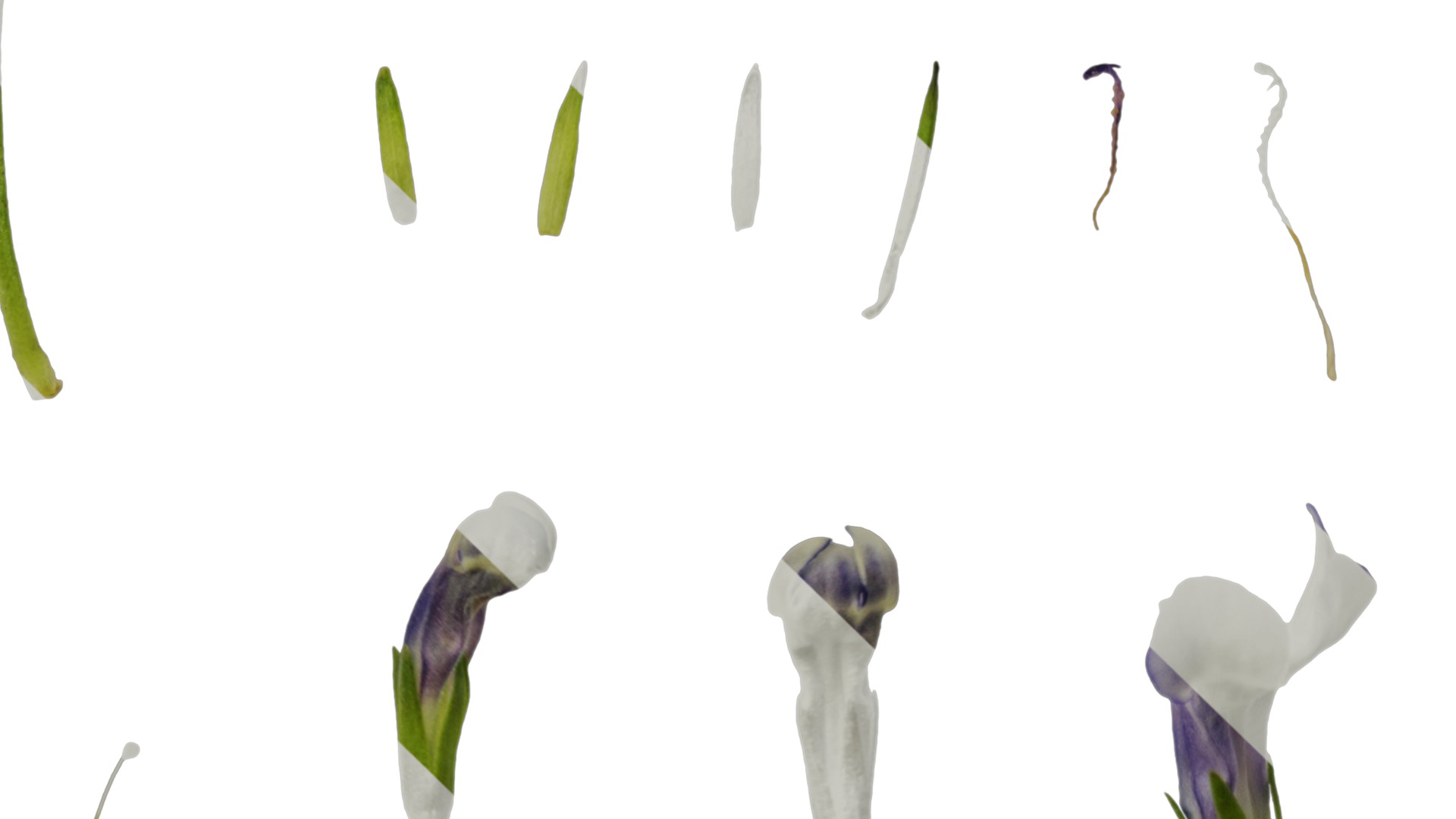 Anydrafts Lindernia grandiflora Flower 01 Texture_3