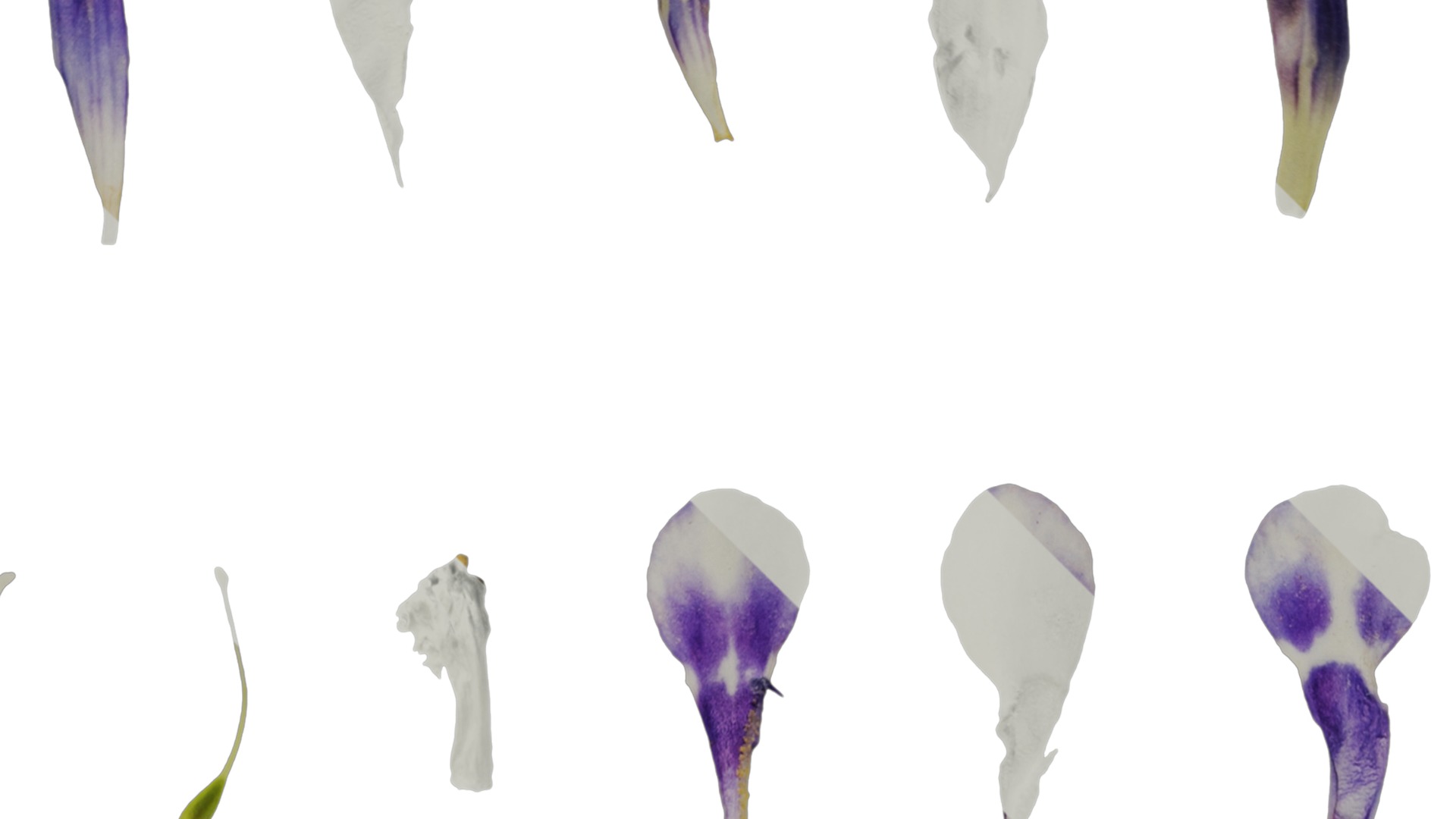 Anydrafts Lindernia grandiflora Flower 01 Texture_2