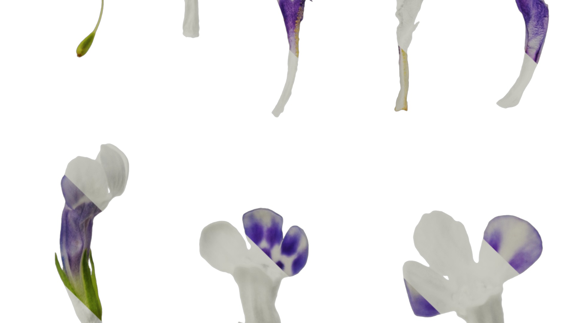 Anydrafts Lindernia grandiflora Flower 01 Texture_4