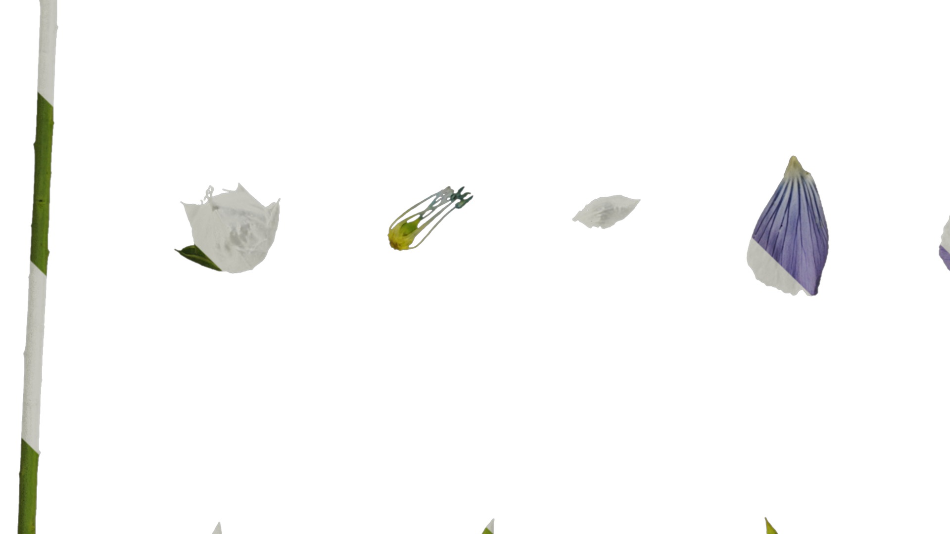 Anydrafts Linum usitatissimum Atlas 02 Texture_3