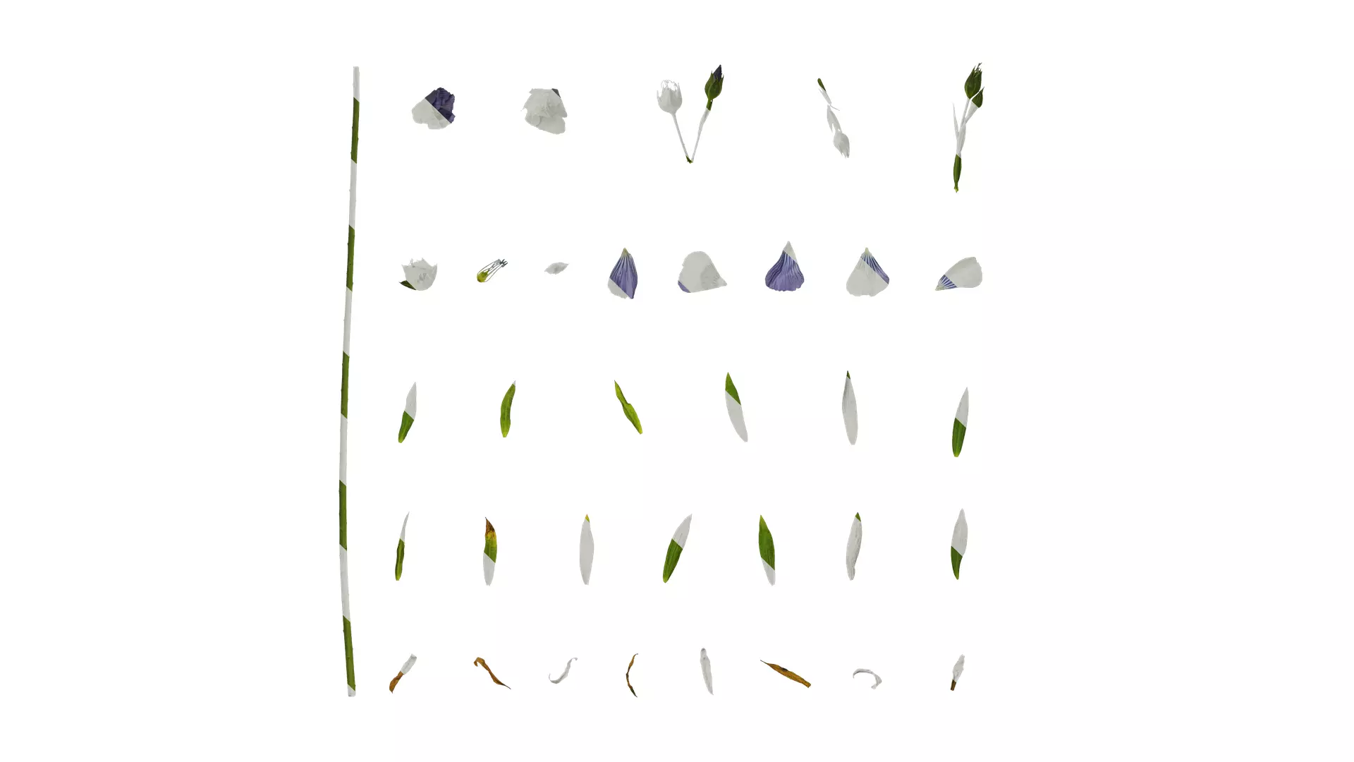 Anydrafts Linum usitatissimum Atlas 02 Texture_0