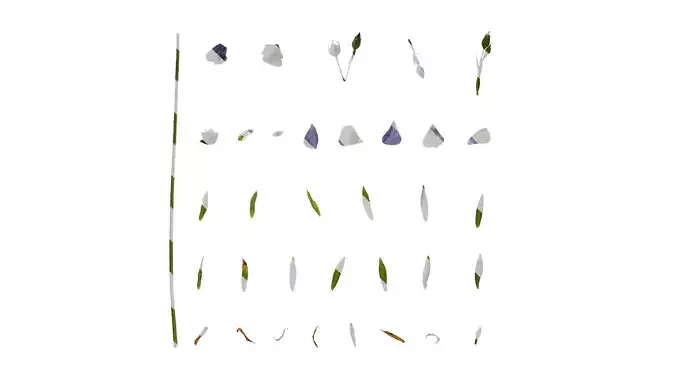 Anydrafts Linum usitatissimum Atlas 02