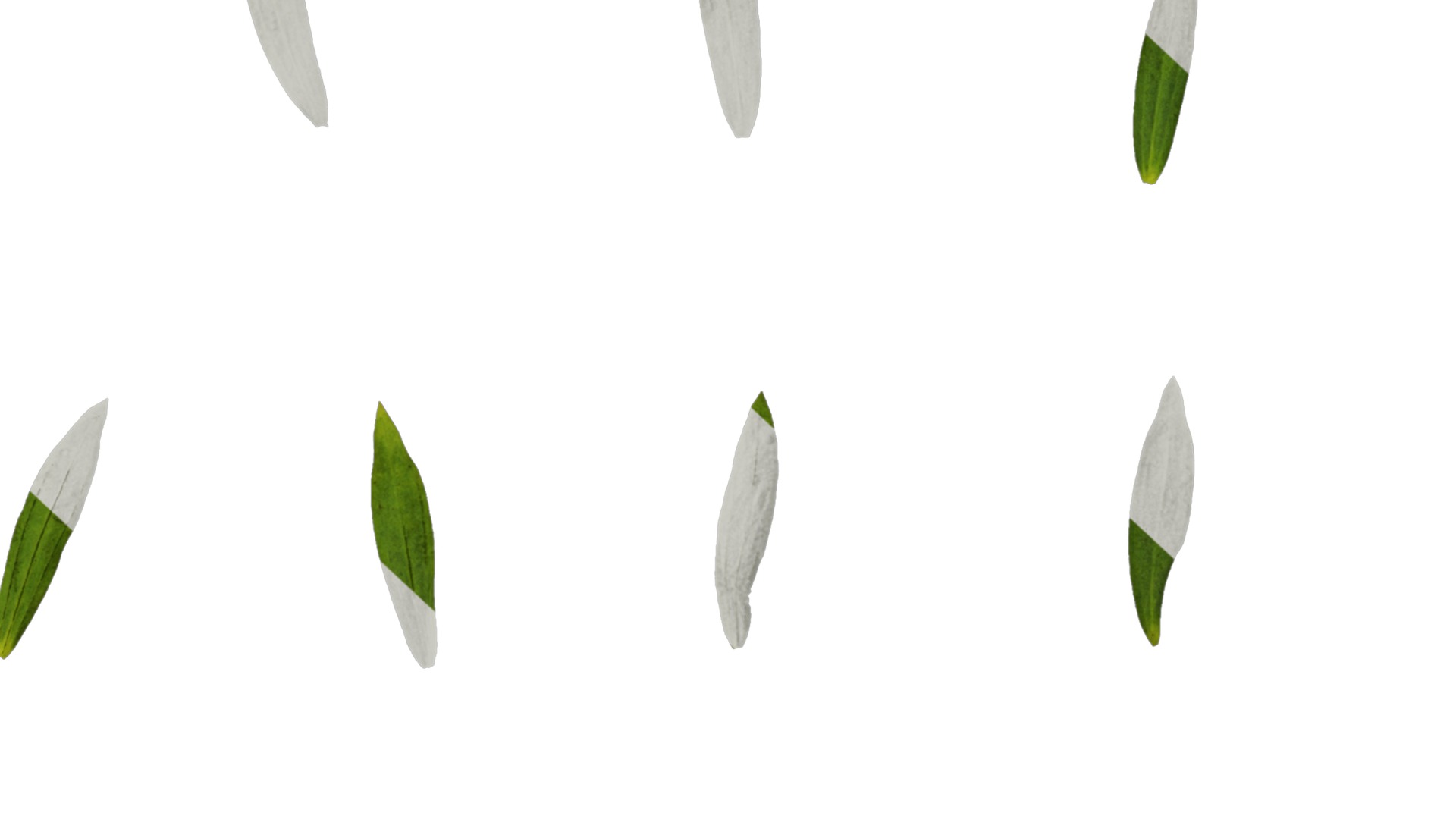 Anydrafts Linum usitatissimum Atlas 02 Texture_6