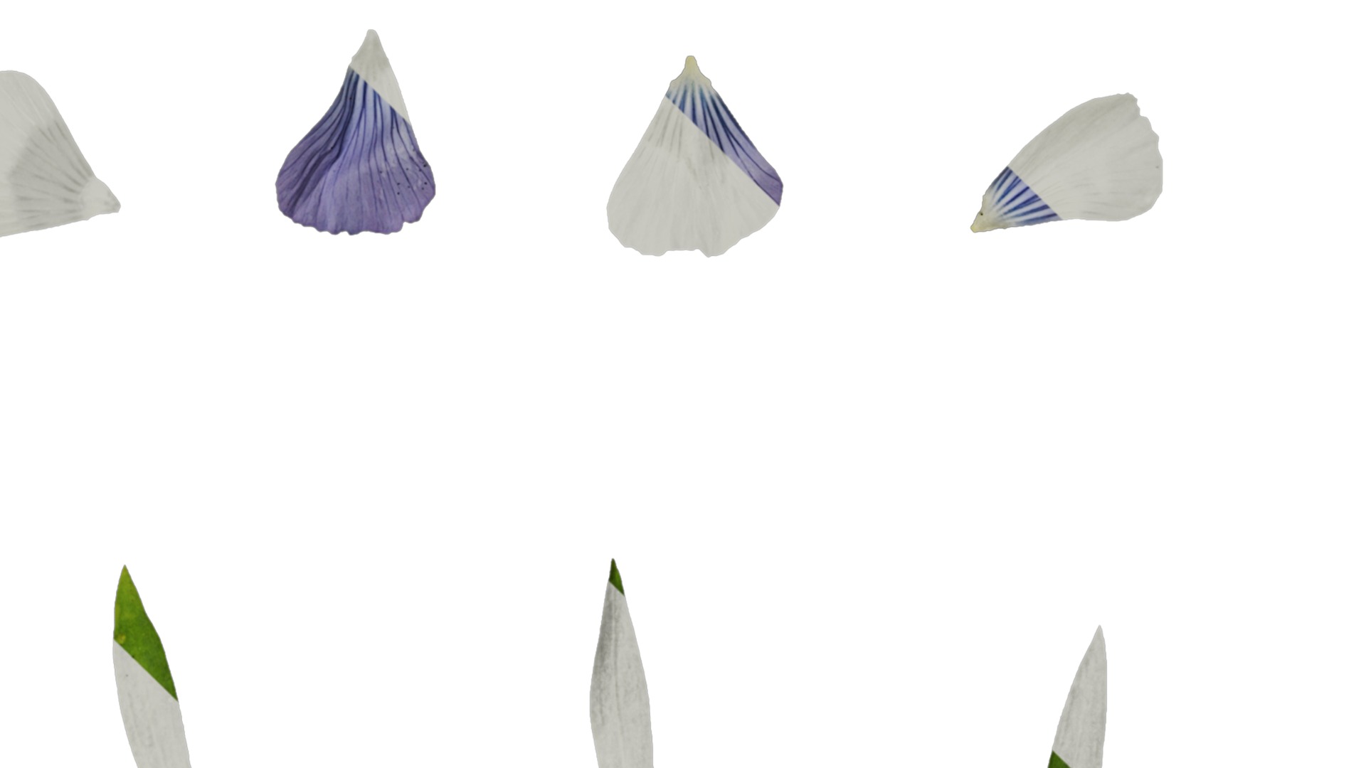 Anydrafts Linum usitatissimum Atlas 02 Texture_4