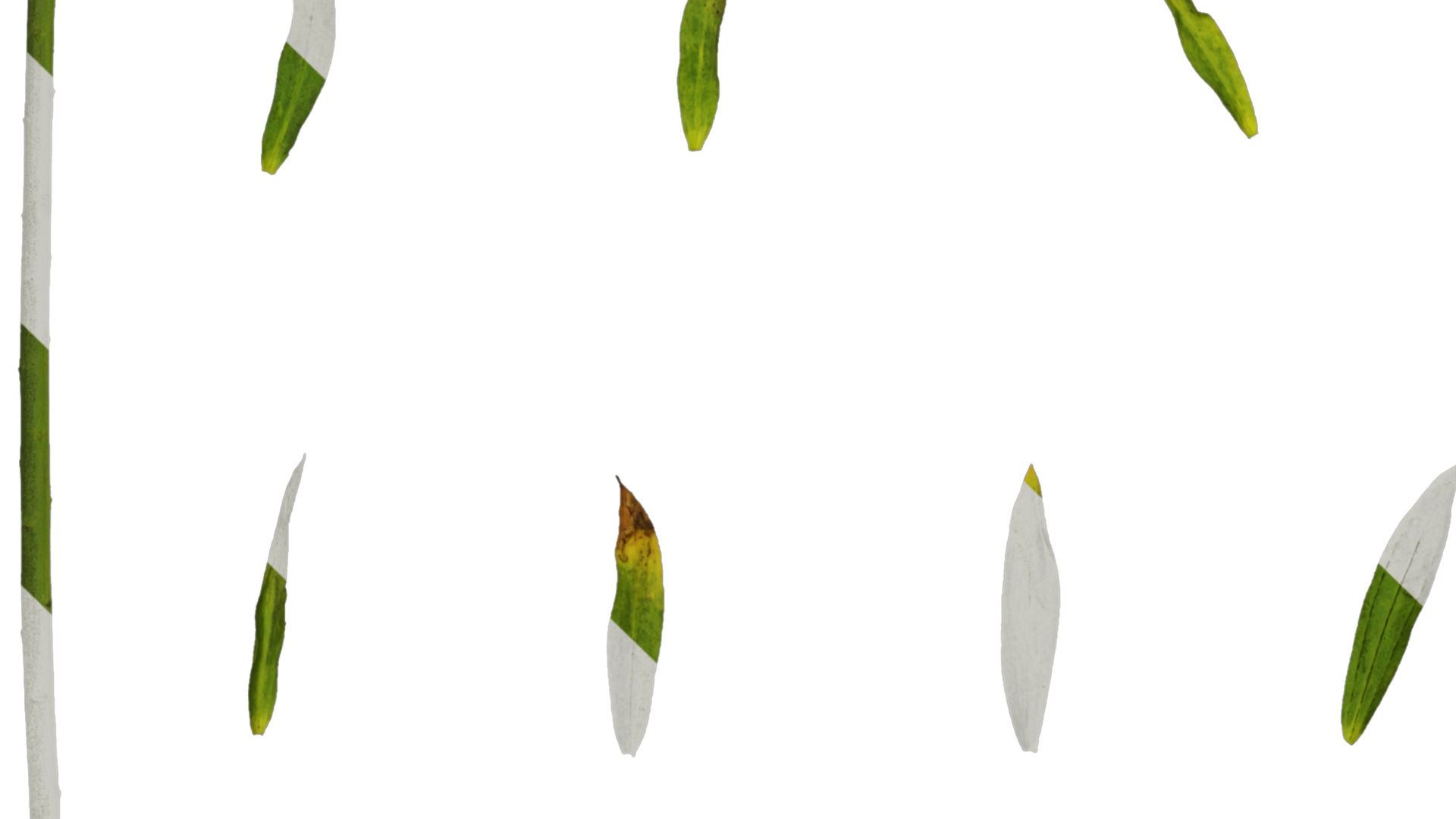 Anydrafts Linum usitatissimum Atlas 02 Texture_5