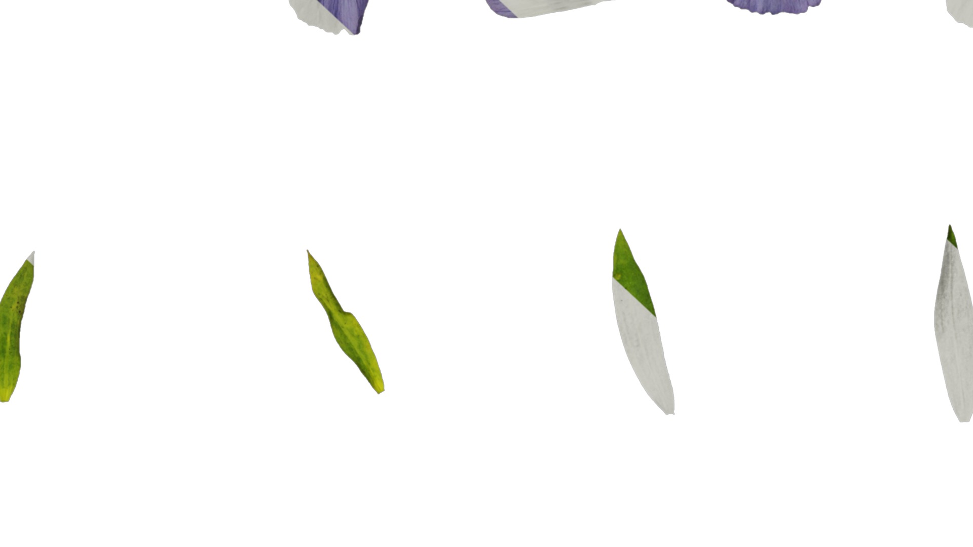 Anydrafts Linum usitatissimum Atlas 02 Texture_7