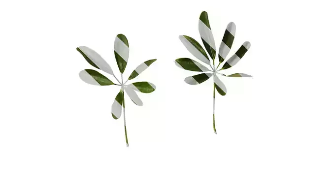 Anydrafts Heptapleurum heptaphyllum Atlas 07