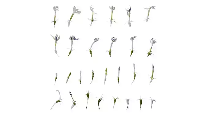 Anydrafts Lithotoma axillaris Flower 01