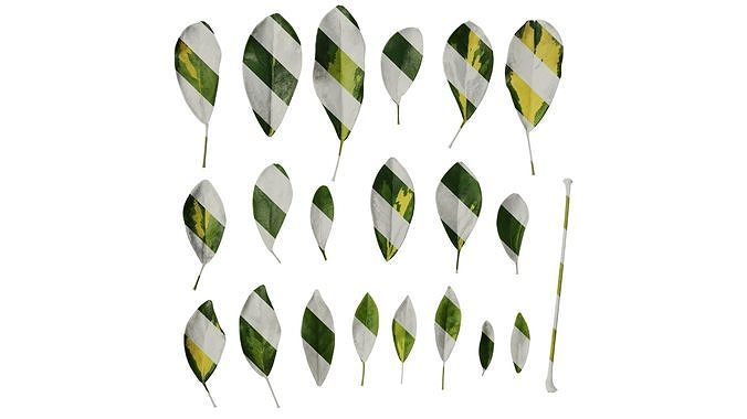 Anydrafts Heptapleurum heptaphyllum Leaf 01 Texture