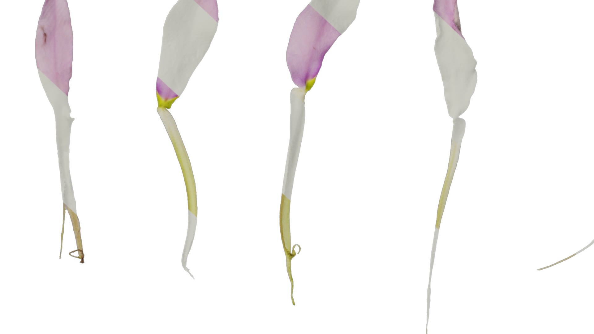 Anydrafts Lithotoma axillaris Flower 02 Texture_7