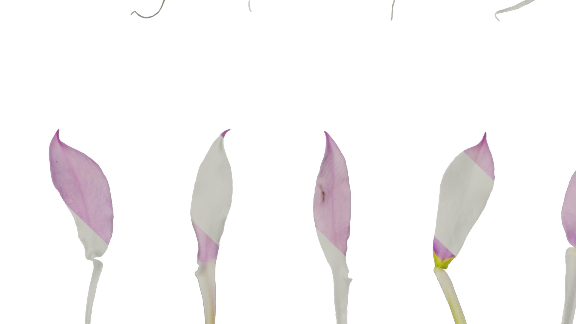 Anydrafts Lithotoma axillaris Flower 02 Texture_3