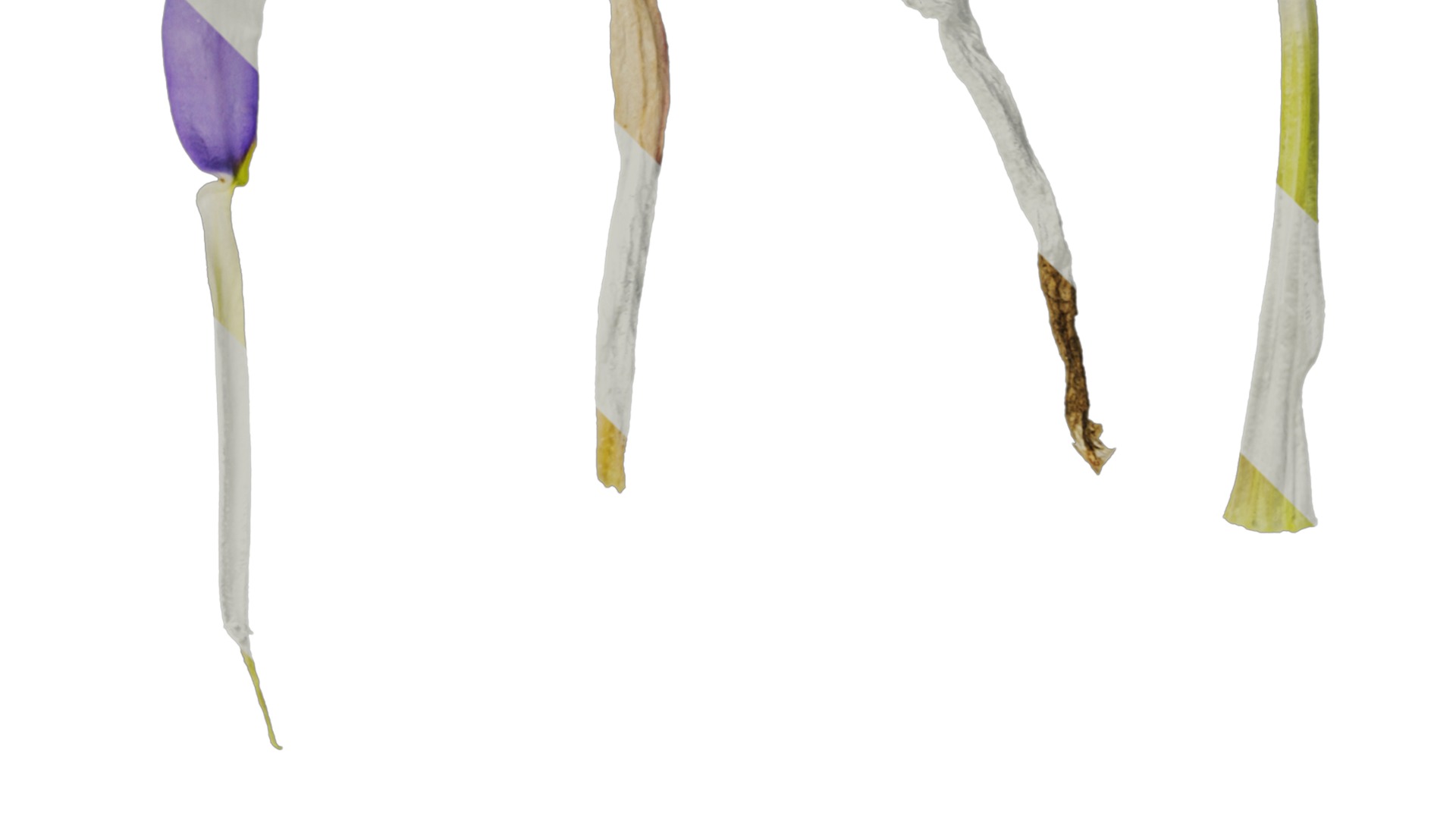 Anydrafts Lithotoma axillaris Flower 02 Texture_2