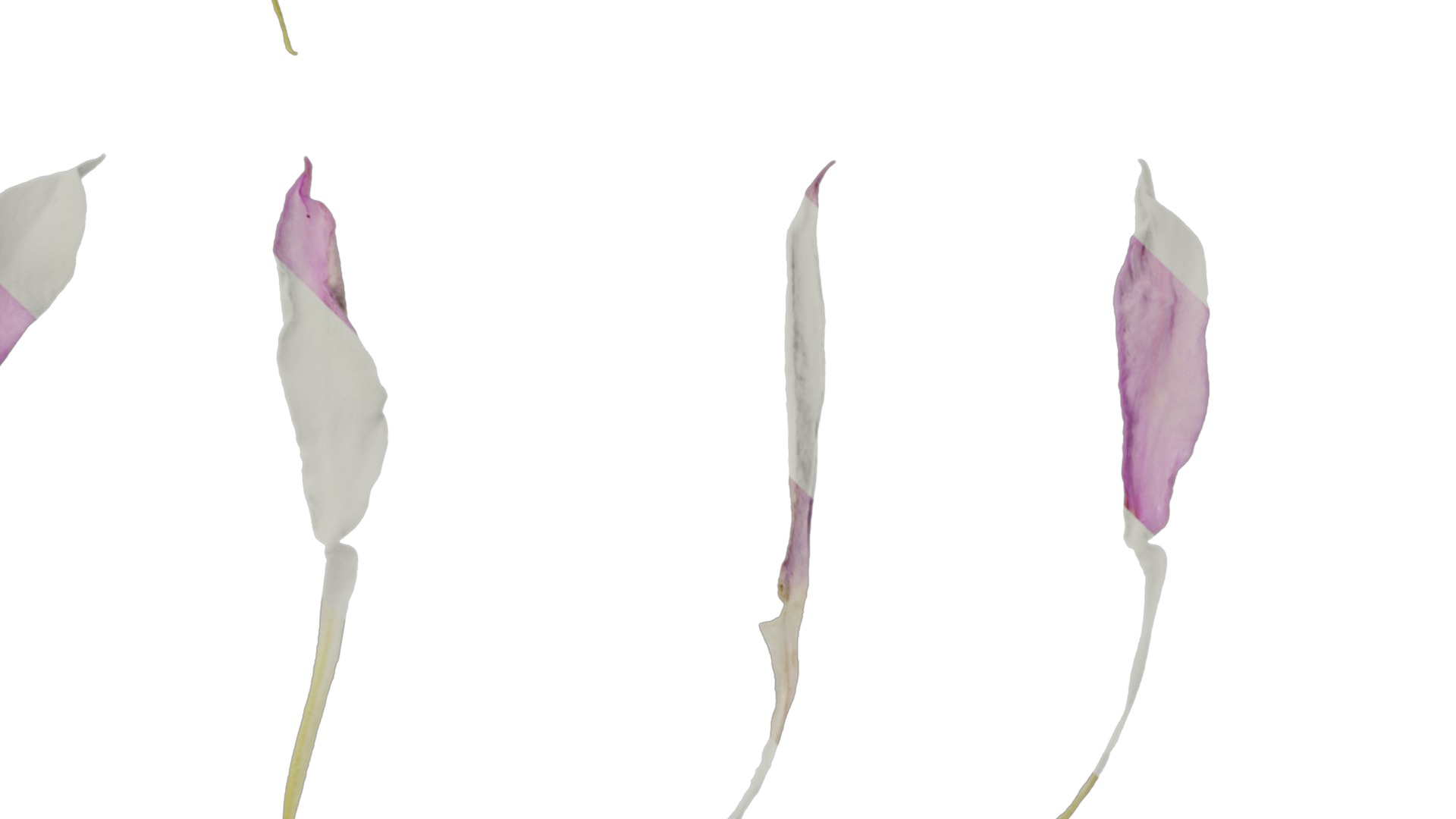 Anydrafts Lithotoma axillaris Flower 02 Texture_4