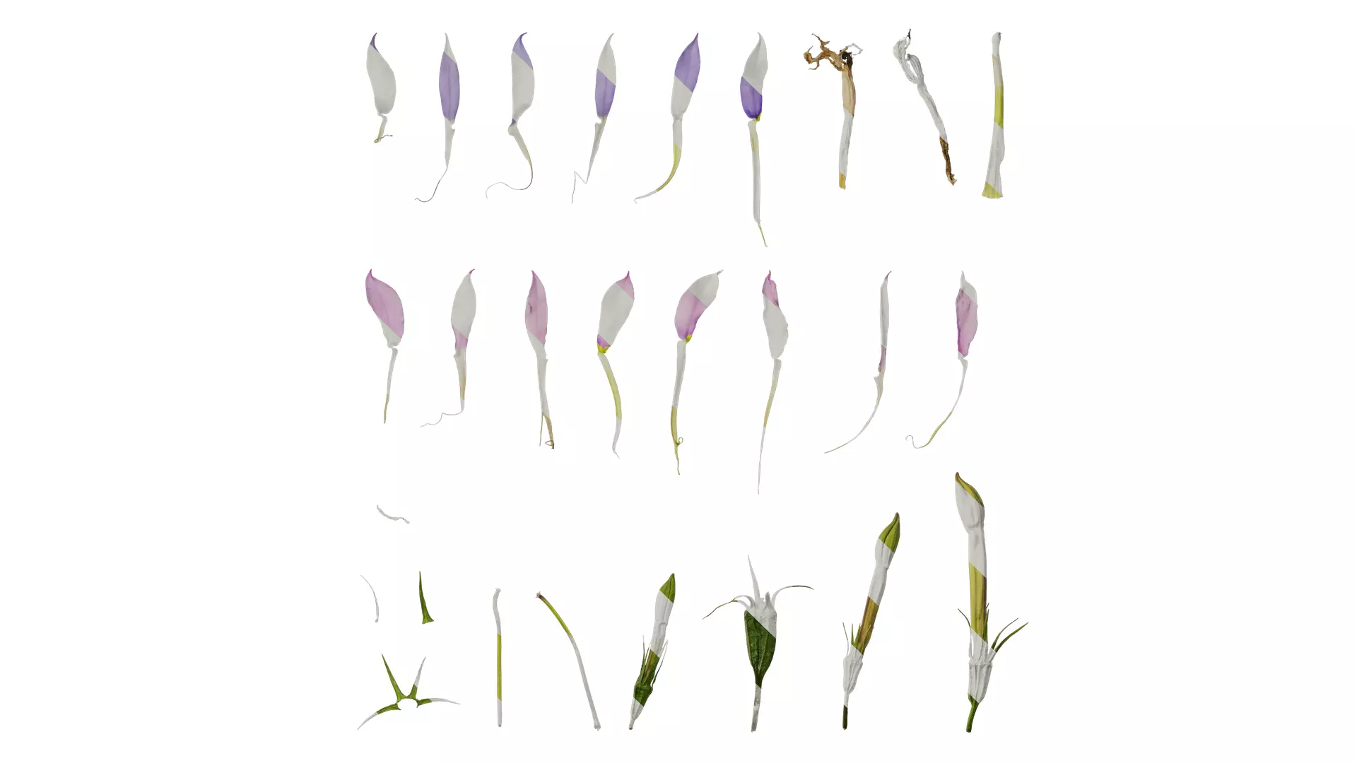 Anydrafts Lithotoma axillaris Flower 02 Texture_0