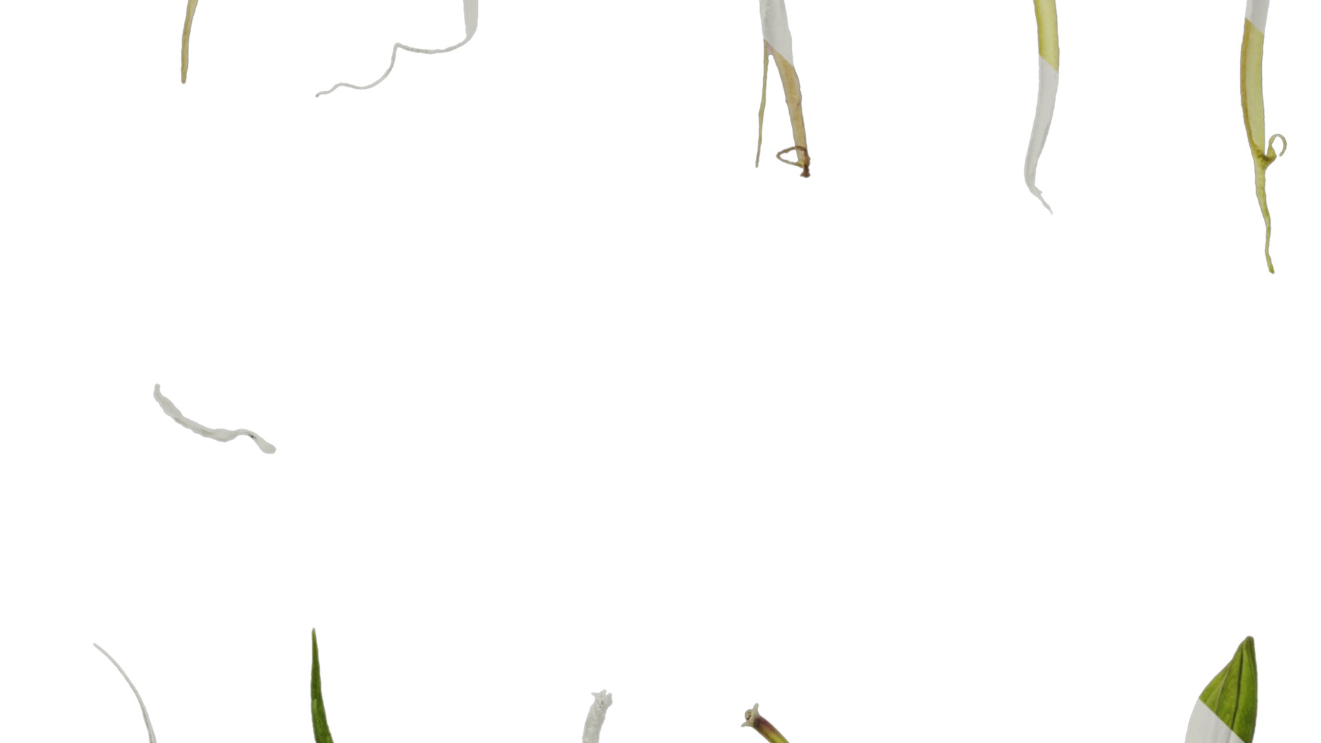Anydrafts Lithotoma axillaris Flower 02 Texture_5
