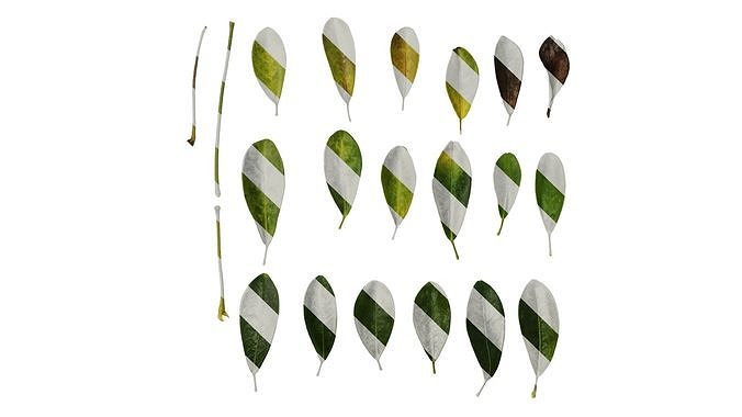 Anydrafts Heptapleurum heptaphyllum Leaf 02 Texture