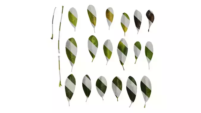 Anydrafts Heptapleurum heptaphyllum Leaf 02