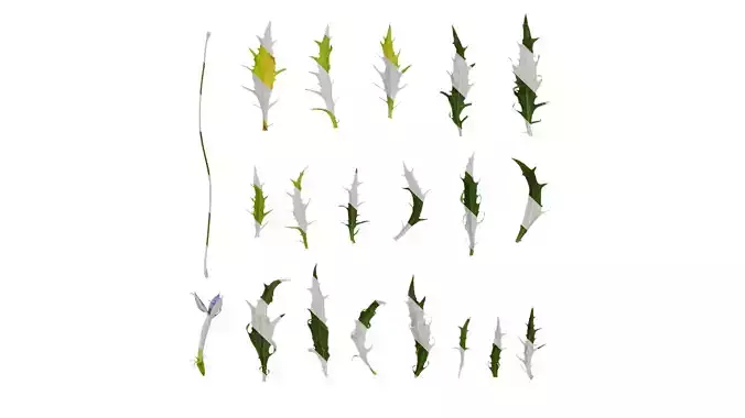 Anydrafts Lithotoma axillaris Leaf 01 Texture
