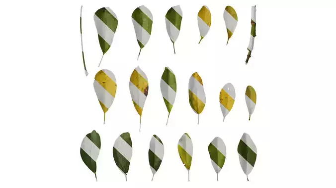 Anydrafts Heptapleurum heptaphyllum Leaf 03