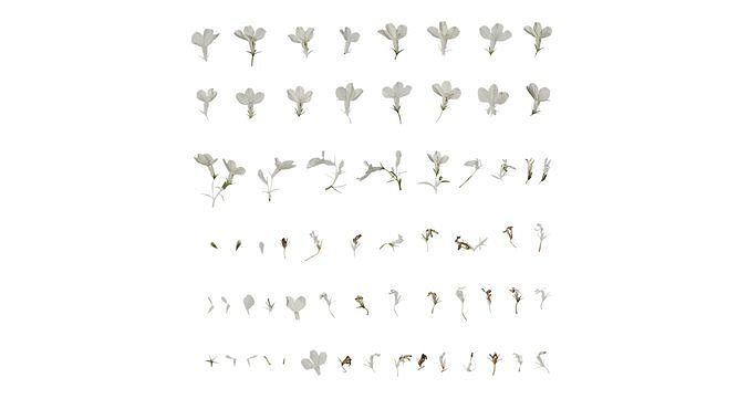 Anydrafts Lobelia erinus Atlas 02 Texture