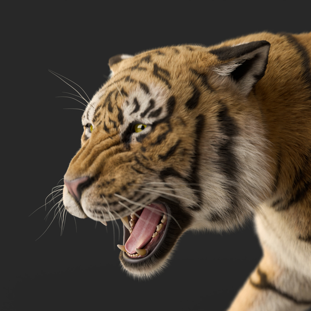 Tiger Rigged Animated 3D model_10