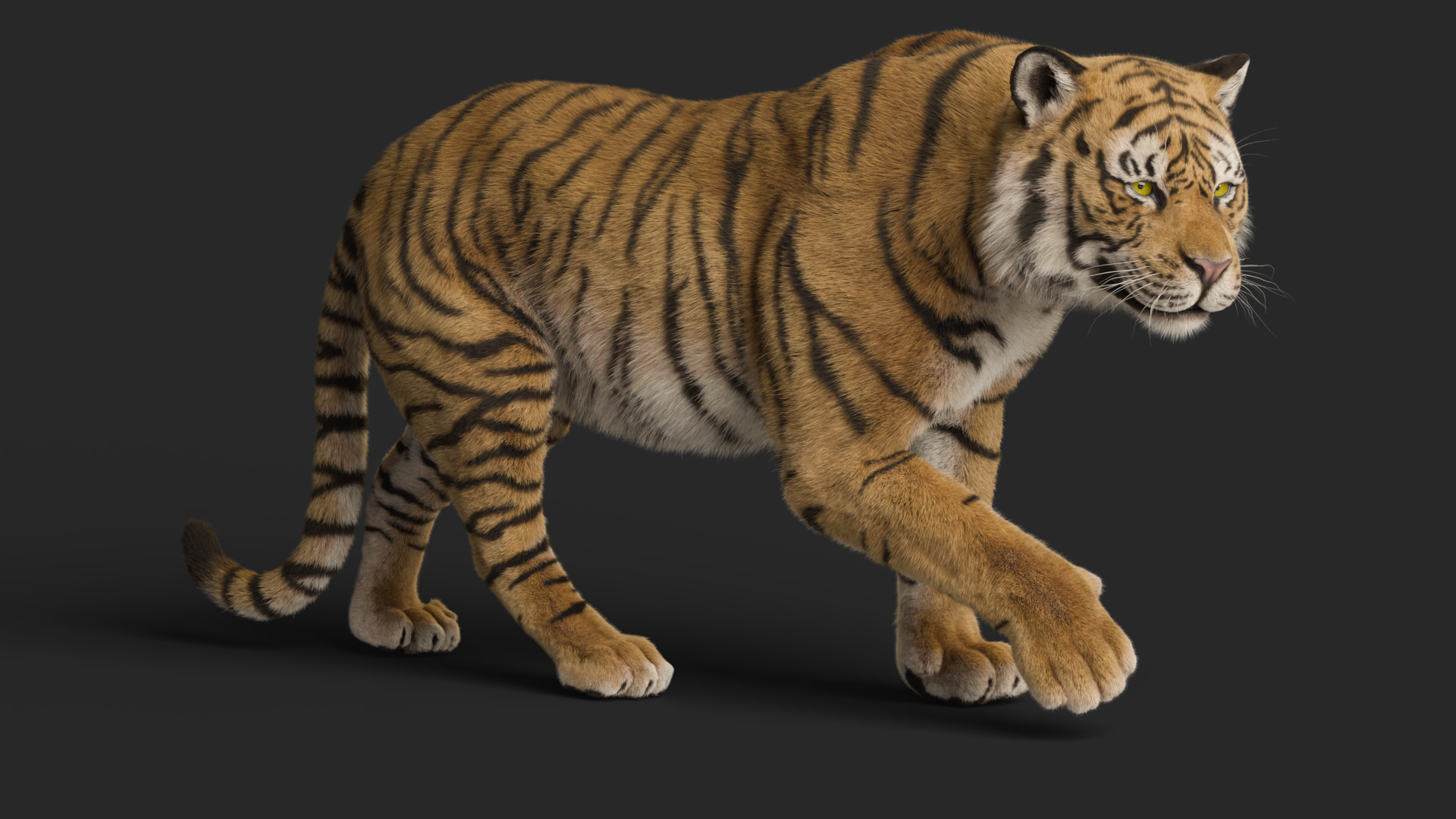 Tiger Rigged Animated 3D model_16