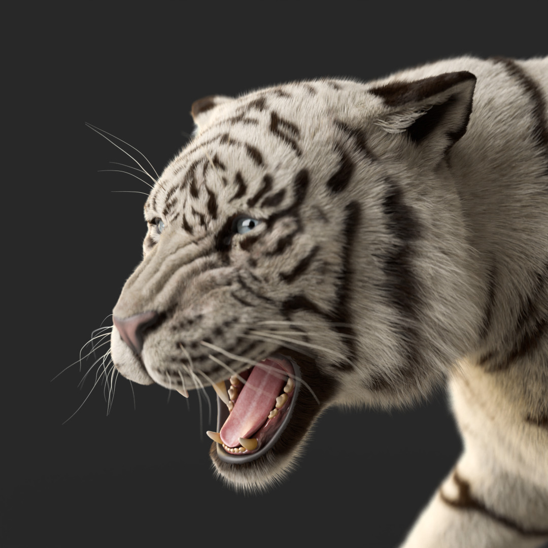 Tiger Rigged Animated 3D model_13