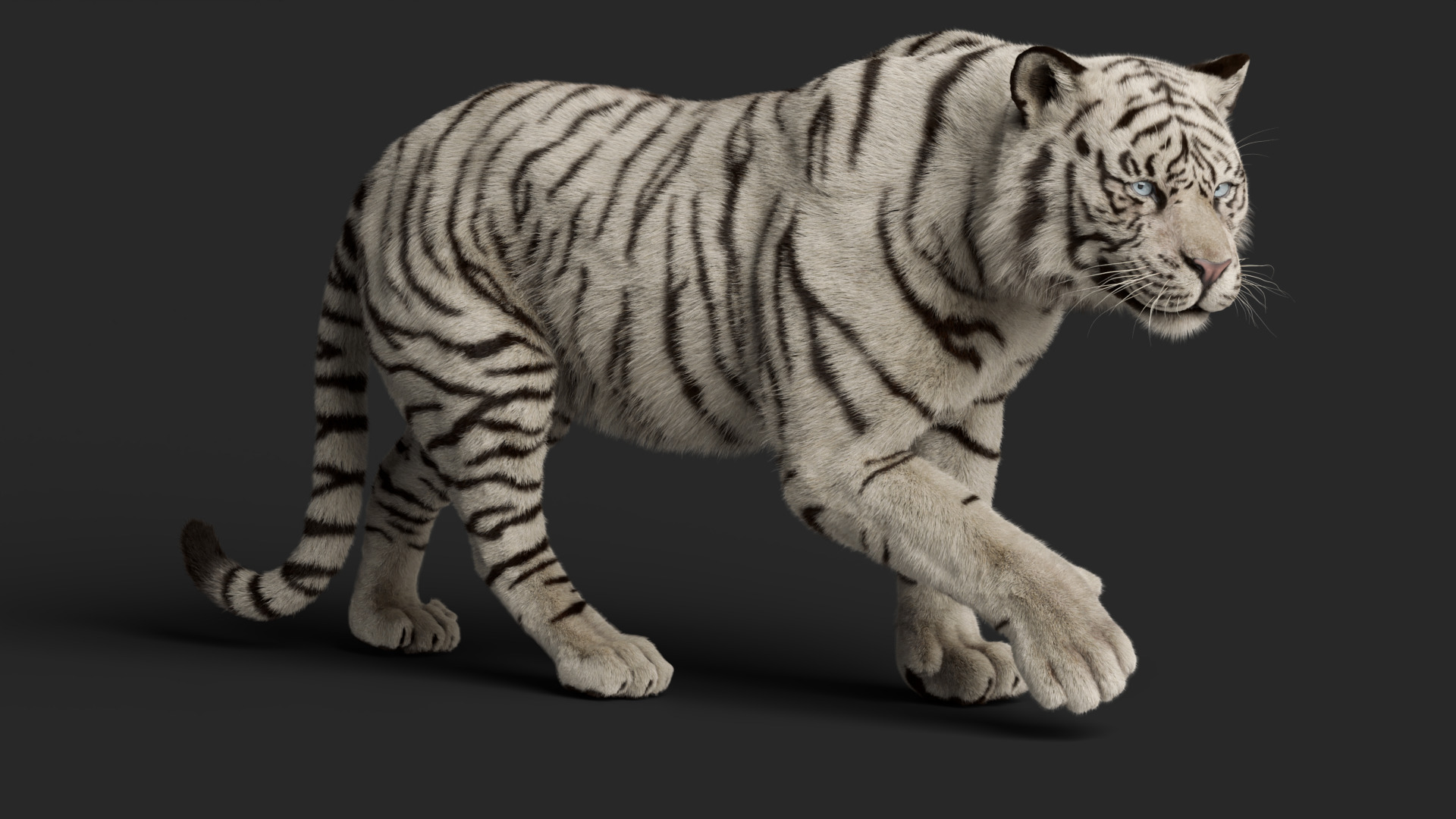 Tiger Rigged Animated 3D model_21