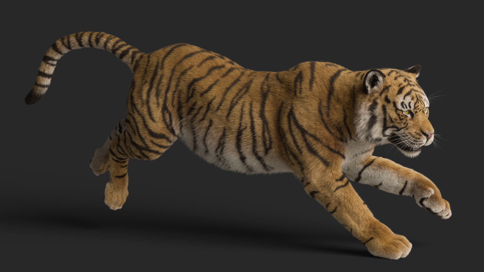 Tiger Rigged Animated 3D model_18