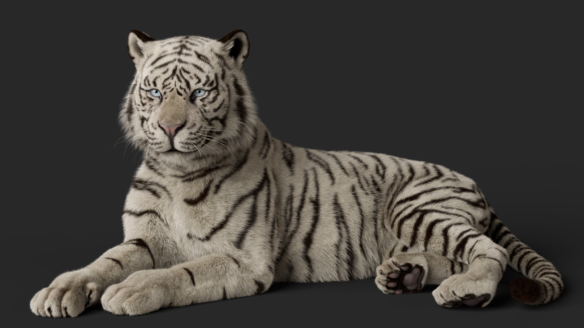 Tiger Rigged Animated 3D model_22