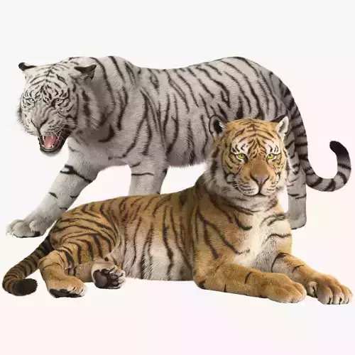 Tiger Rigged Animated 3D model