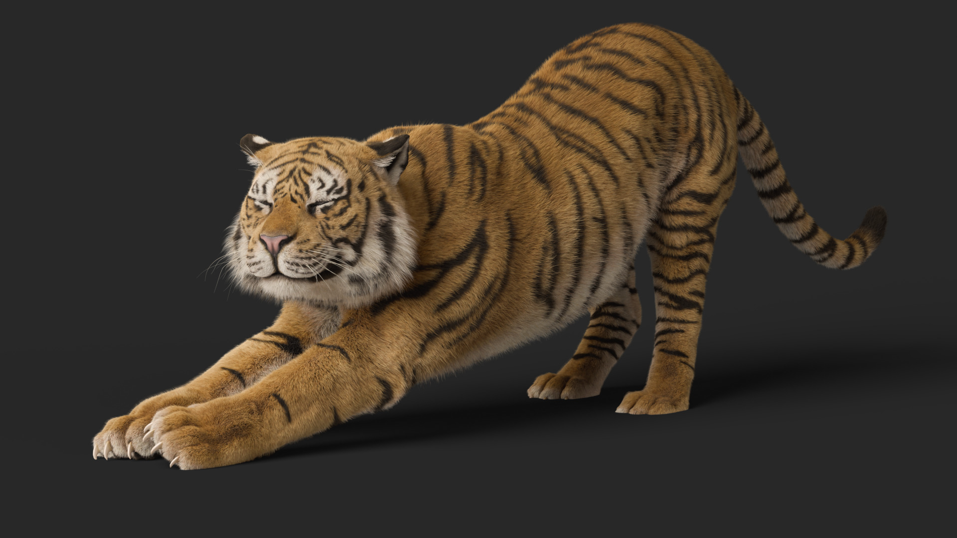 Tiger Rigged Animated 3D model_19
