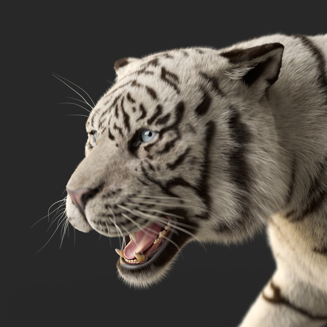 Tiger Rigged Animated 3D model_14