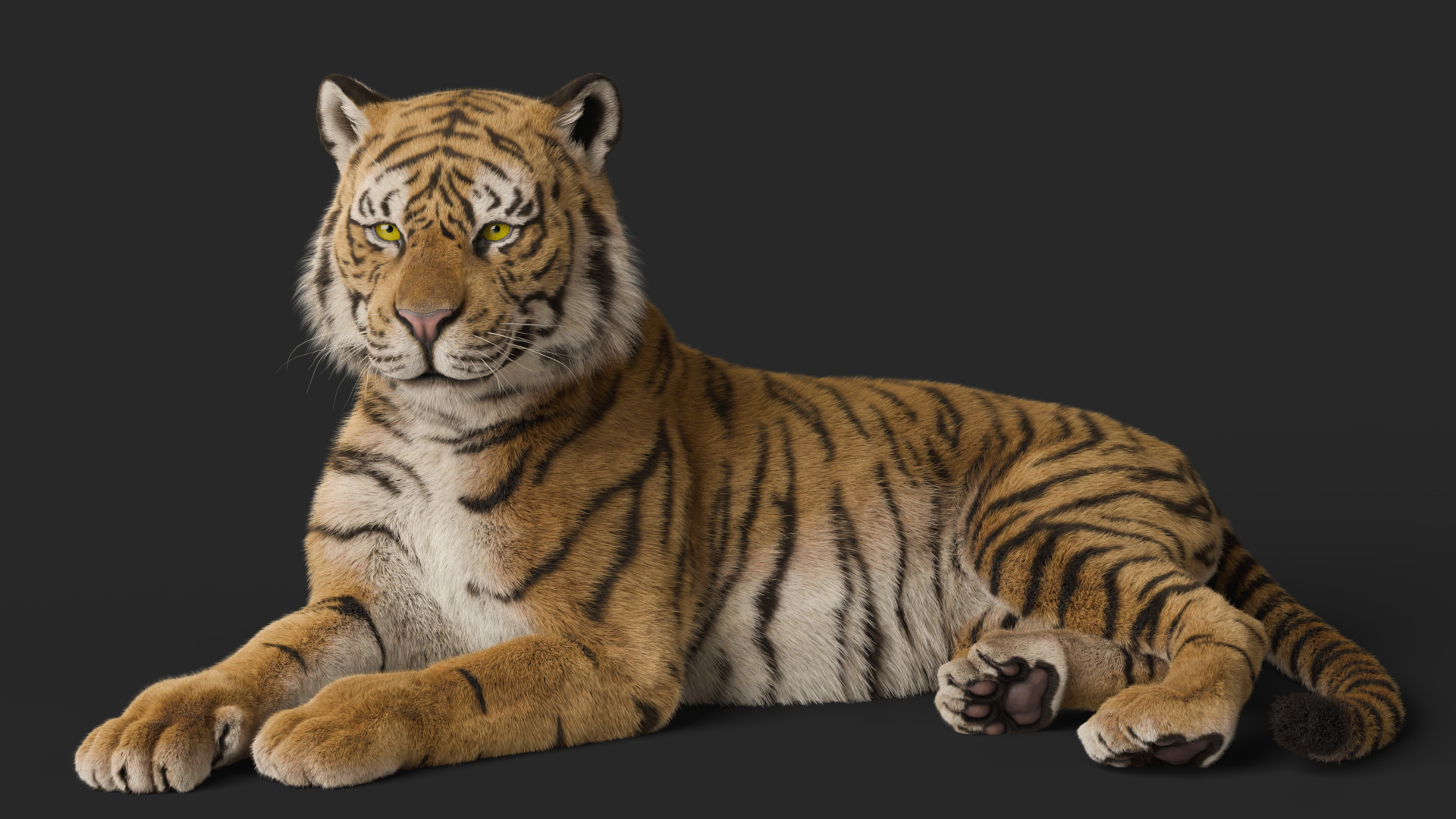 Tiger Rigged Animated 3D model_17