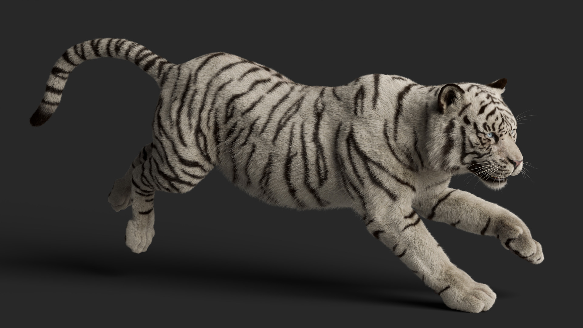 Tiger Rigged Animated 3D model_23