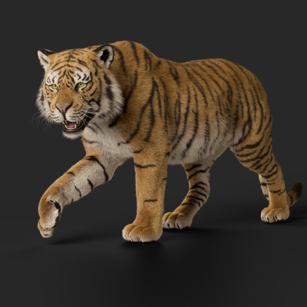 Tiger Rigged Animated 3D model_12