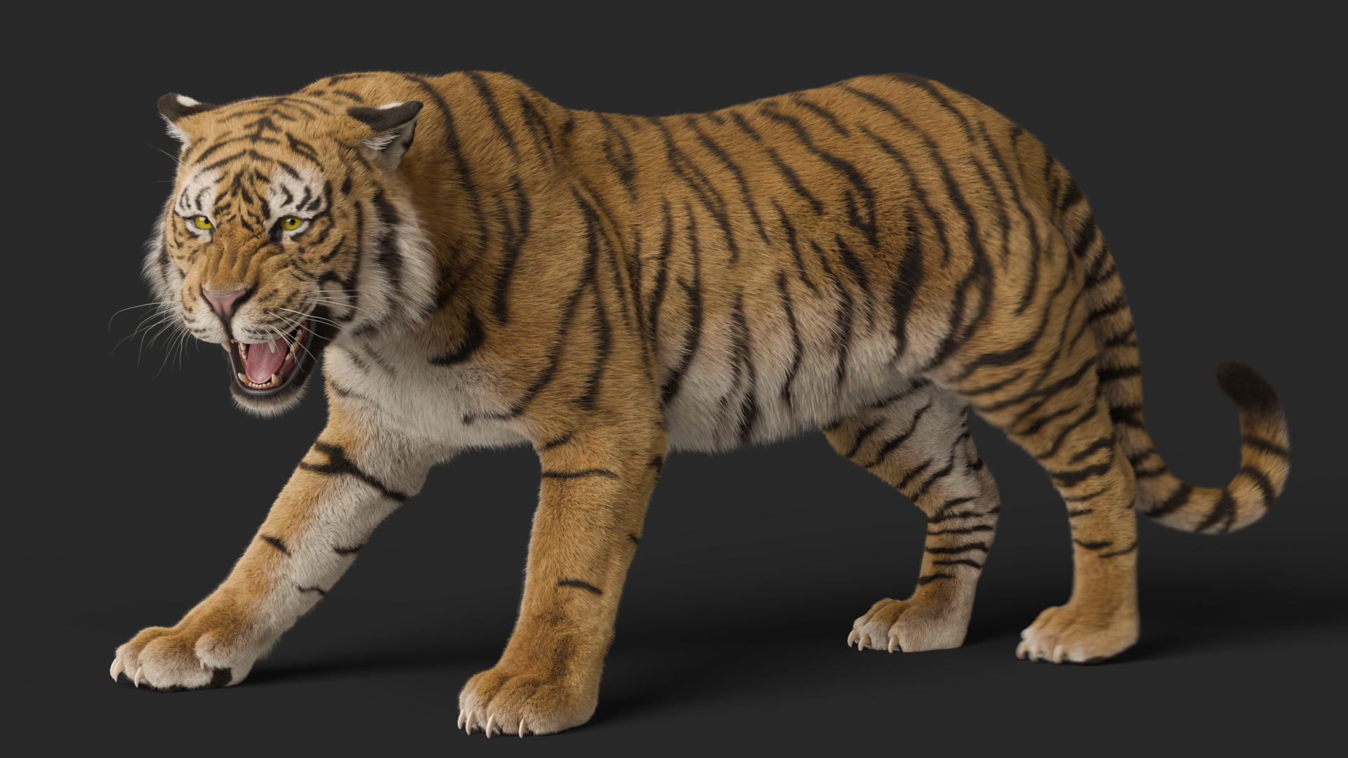 Tiger Rigged Animated 3D model_20