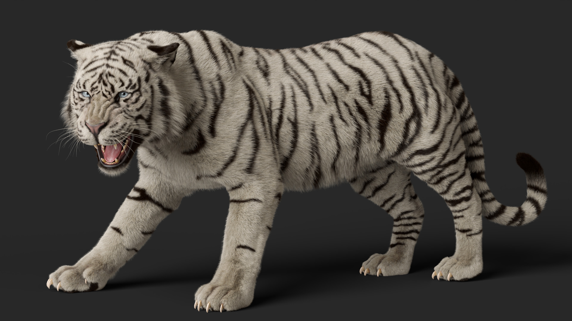 Tiger Rigged Animated 3D model_24