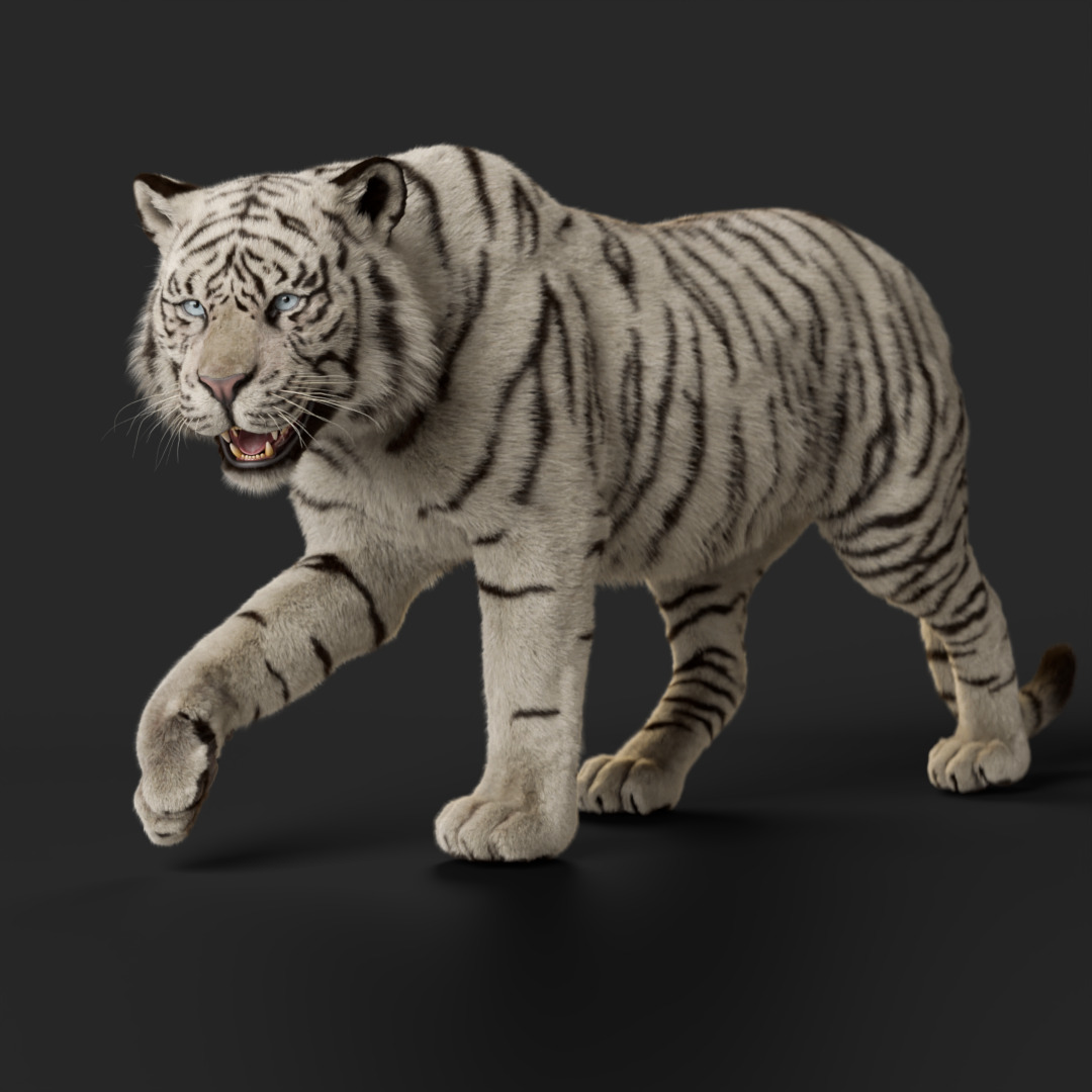Tiger Rigged Animated 3D model_15