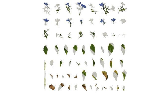 Anydrafts Lobelia erinus Atlas 08 Texture