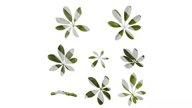 Anydrafts Heptapleurum heptaphyllum Leaf 04